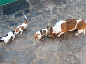 Jack Russell Puppies  - 
