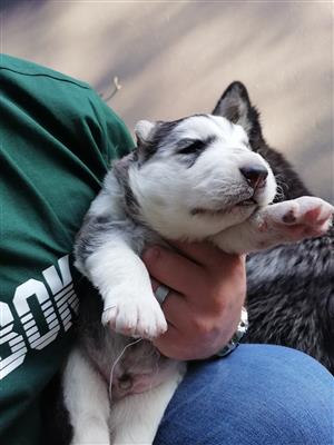 Husky Puppy For sale