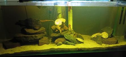 350 liter fish tank 