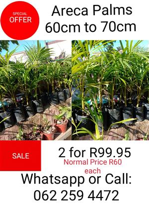 SPECIAL on Plants