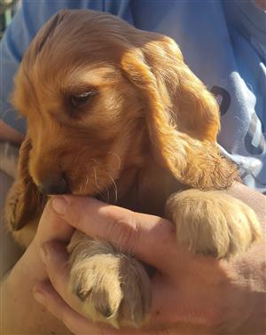 English Cocker Spaniel Puppies