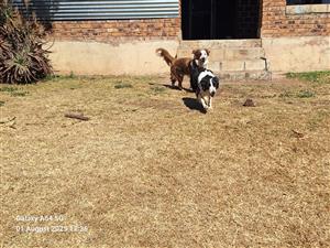 Border collie puppies