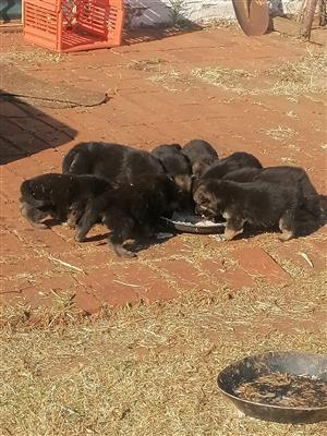 German shepherd puppies