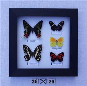 Real framed butterflies 