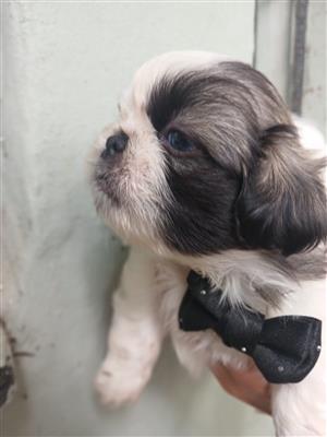 Blue eye Pekingese male 