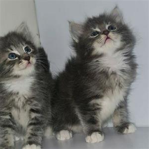 Maine coon kittens 