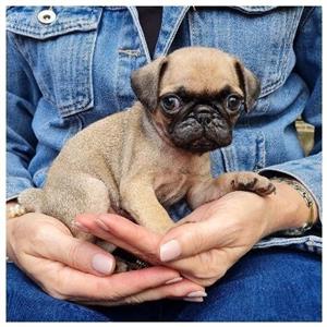 Purebred Pug Puppies