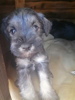 Miniature Schnauzer pups 