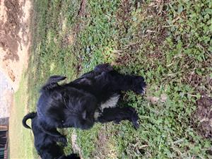 Schnauzer puppies 5 weeks - 3 males