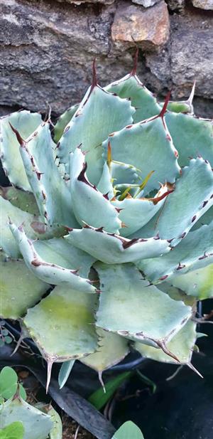 Agave potatorum