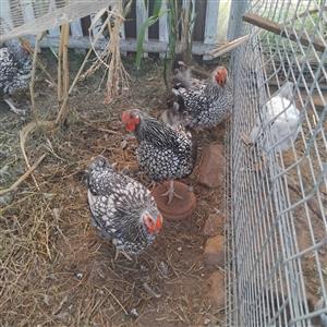 Wyandotte hens for sale 