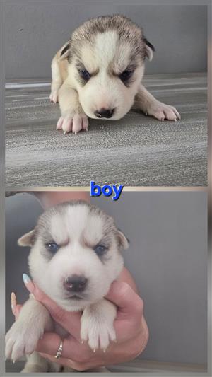 Husky puppies 