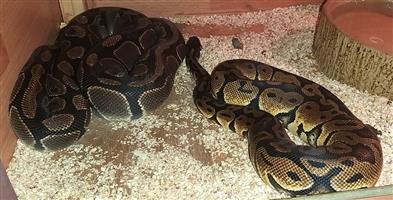 Ball python breeding pair