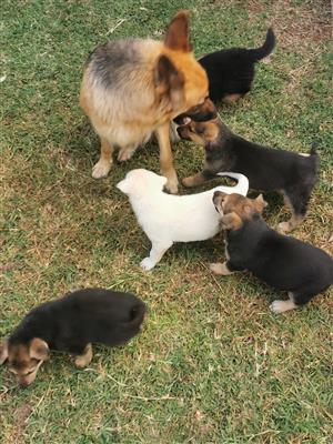 German Shepherd Rhodesian Ridgeback cross puppies