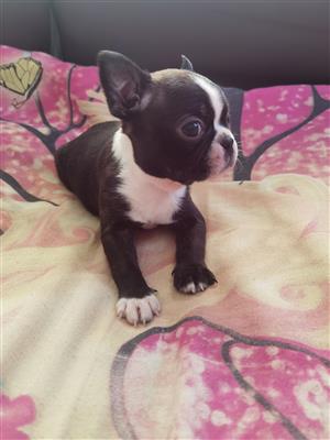 Boston Terriers