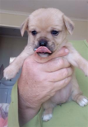 Pug x miniature pinscher puppies