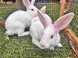 New Zealand White Rabbits