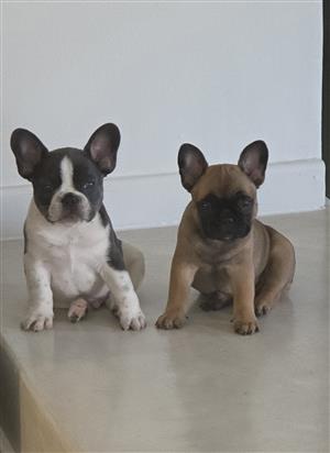 French Bulldog Puppies