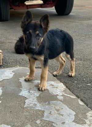 German Shepherd In Pets In Kwazulu Natal Junk Mail