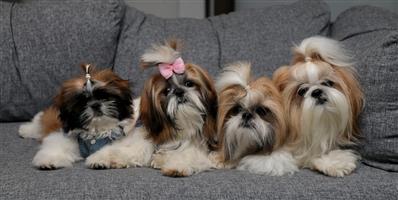 Shihtzu pups