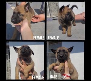 Belgium Malinois and German Sheperd Mix Puppies
