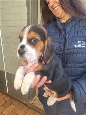 Adorable Pure Bred Beagle puppy's 