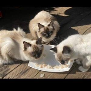 Siamese Ragdoll kittens