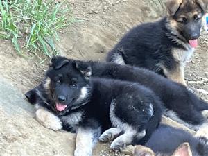 Pure Breed German Shepherd puppies 