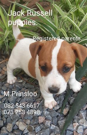 Jack Russell puppies from registered parents. 