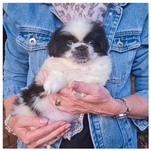 Purebred Pekengese Female Pups