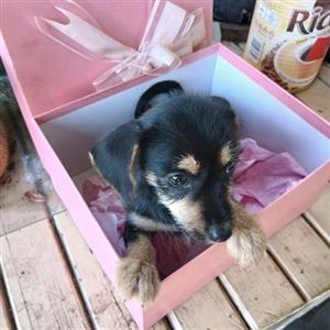 Sausage Dog (Dachshund)