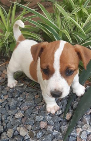 Jack Russell puppies from registered parents 