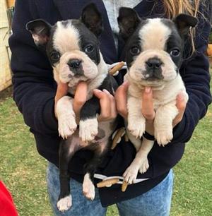 boston terrier puppies for sale junkmail