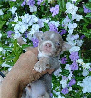 Chihuahua Puppies 