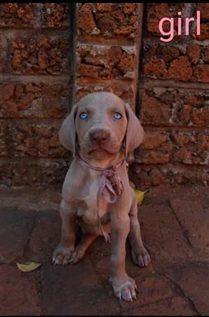 Beautiful Weimaraner puppies available for sale 