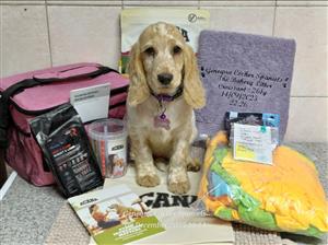 PEDIGREE FEMALE ORANGE ROAN ENGLISH COCKER SPANIEL PUPPY 