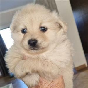 Toy Pom pups