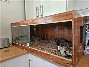 Large reptile tank