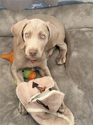 Weimaraner Puppy - Girl 2.5 months old - Vaccinated