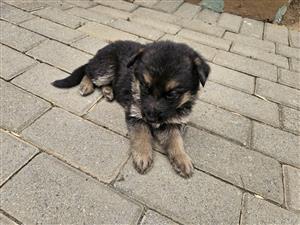 German Shepherd Puppies