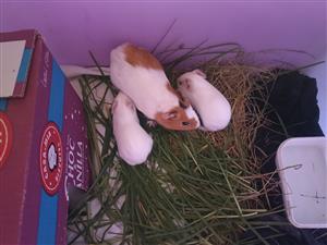 Guinea pigs 