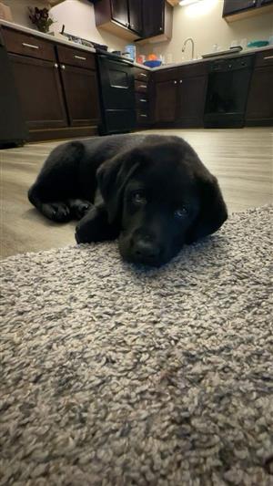 Purebred Labrador male puppy 