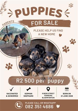 German Shephard puppies