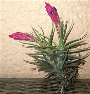 Airplants Tillandsia Flowering