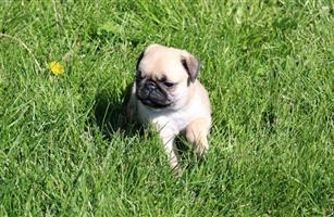 Pug Puppies for sale
