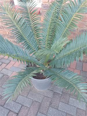 Cycads for sal