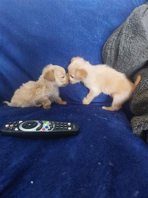 Yorkshire Terrier reuntjies beskikbaar