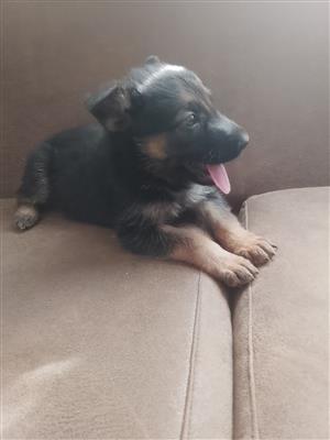 German shepherd puppies for sale 