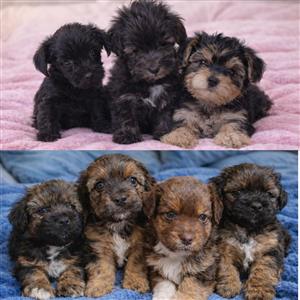 Miniature Yorkies For Sale