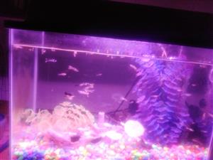 Fish Tank with all equipment colored cobble some ailicone plants and appr 50 Gup
